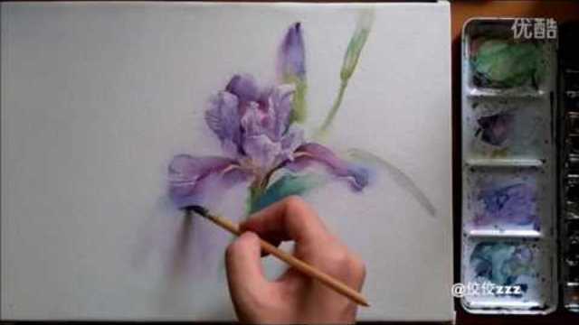 Purple iris