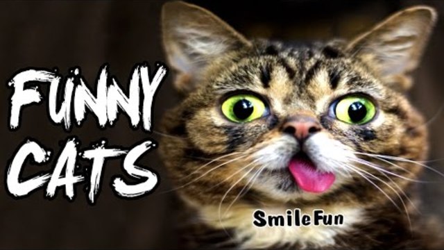 NEW Fun с котки Смешни котки компилация TOPpovaya 2017