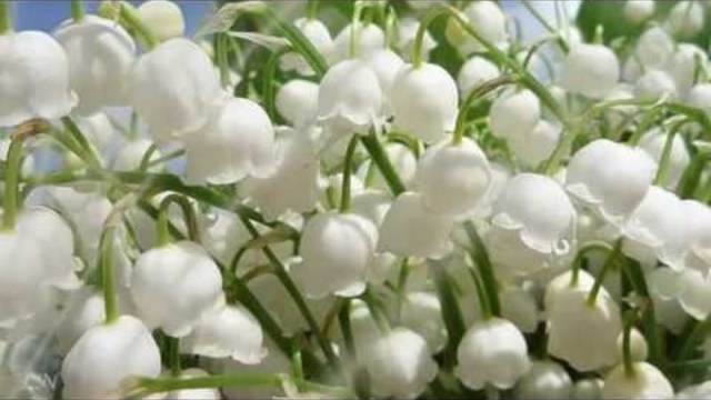 Весна пришла! Оркестр Поля Мориа  - Love story - Paul Mauria