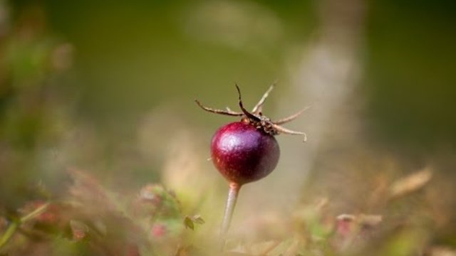 Александр Щербина - Когда ты устанешь меня не любить