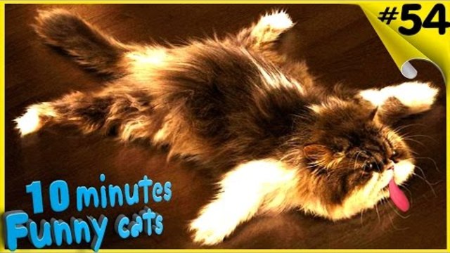 Смешные коты Приколы с котами Funny Animals Compilation