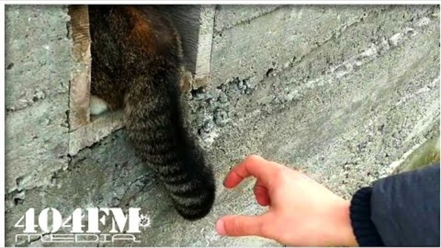 What will happen if you grab a cat by the tail