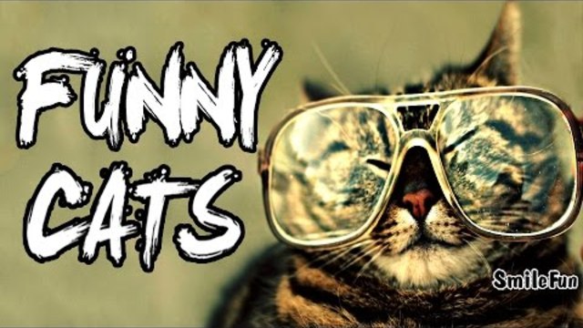 ЛУЧШИЕ ПРИКОЛЫ с котами Самые смешные видео про кошки и коты 2017