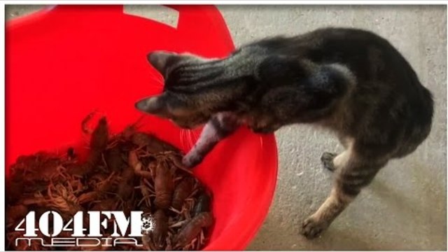 Funny cat on a fishing catches crawfish