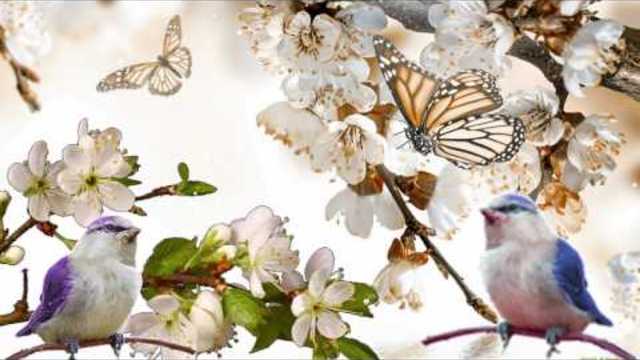 Нежная мелодия весны.