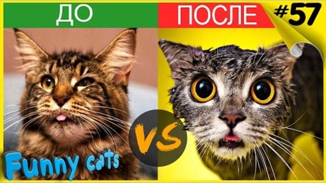 Коты ДО и ПОСЛЕ Купания | Cats Before And After A Bath