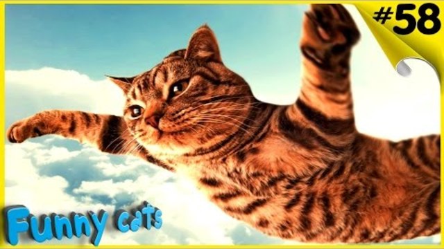 ЛУЧШИЕ ПРИКОЛЫ с котами Самые смешные видео про котов и кошек