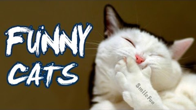 Смешные коты 2017 Приколы с Котами ДО СЛЁЗ Funny Cat Videos