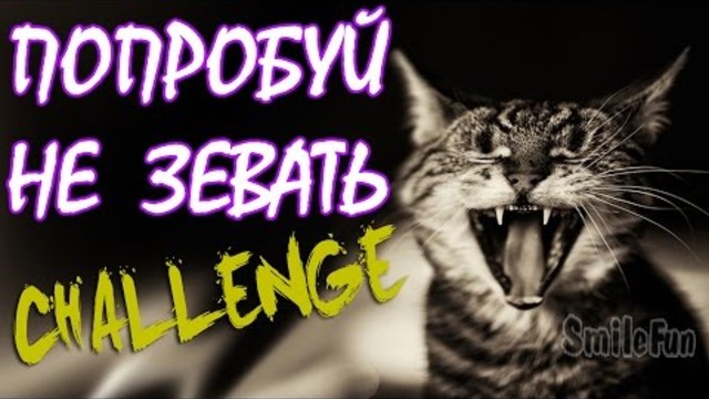 Попробуй Не Зевать!!!  Коты Зевают Challenge Try not to yawn! Cats Yawn