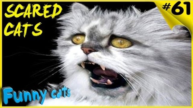Приколы с котами Best Scared Cats Compilation 2017 FUNNY CATS