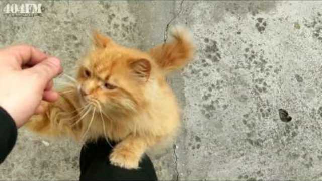 Pet the cat Red funny cat wants caress constantly