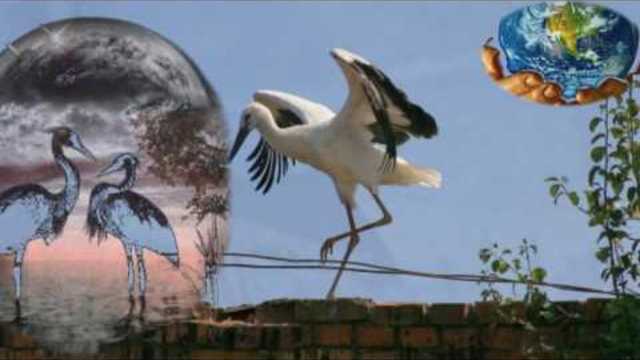 Елена Ваенга   -  Аист на крыше