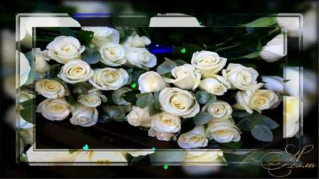 АРКАДИАС   -    БЕЛЫЕ РОЗЫ