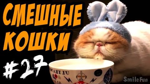 Смешные Кошки ДО СЛЁЗ 2017 Приколы с Котами