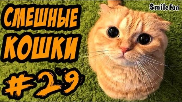 Приколы с Котами ДО СЛЁЗ Очень Смешные Кошки 2017