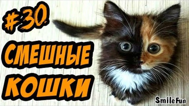 Коты Приколы с Котами ДО СЛЁЗ Смешные Кошки 2017