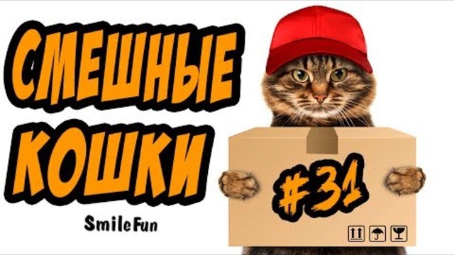 Смешные Кошки ДО СЛЁЗ Коты Приколы с Котами 2017