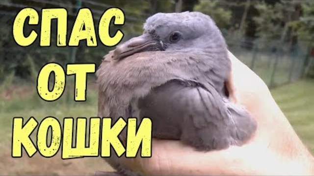 Спас голубя от кошки  Очень трогательное видео до слез