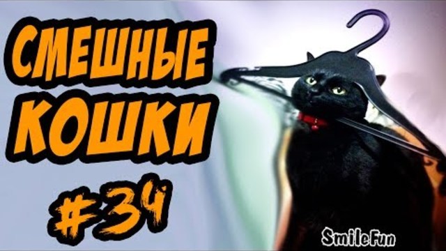 Смешные кошки ДО СЛЁЗ Приколы про кошек и котов 2017