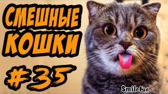 Смешные кошки и коты Приколы про кошек и котов 2017