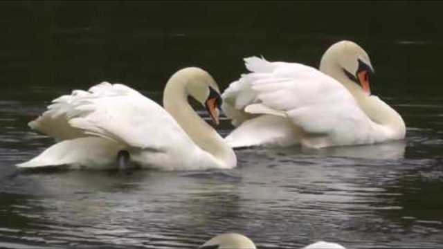 СЕРГЕЙ ГРИЩУК   -   Белые лебеди, белые крылья