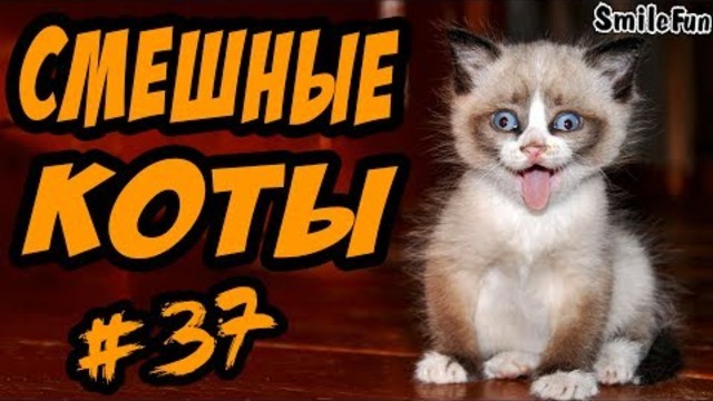 Приколы с Котами ДО СЛЁЗ Смешные коты и кошки 2017