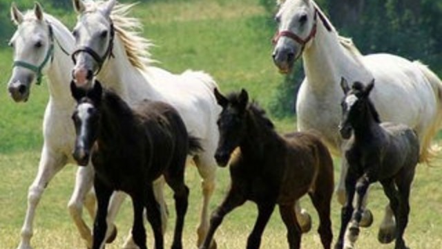 MILO HRNIĆ - Požurite konji bijeli