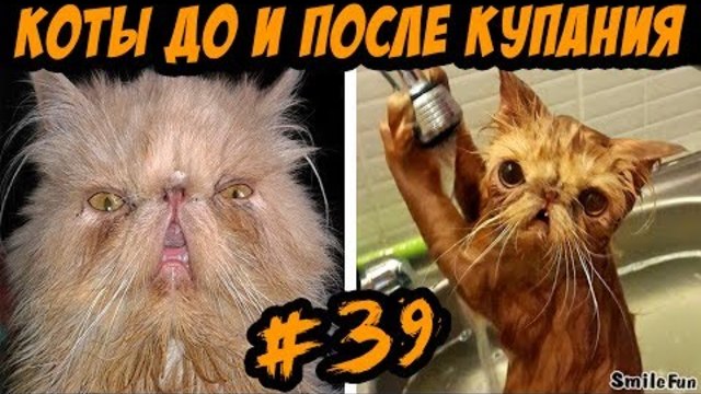 Смешные Кошки и Коты ДО и После Купания 2017