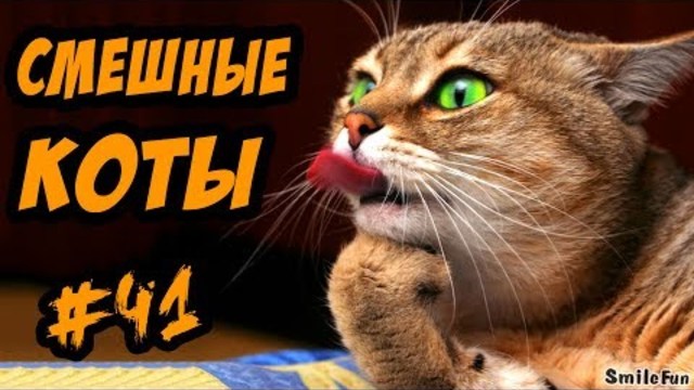 Смешные Кошки И Коты ДО СЛЁЗ Приколы с Кошками и Котами 2017