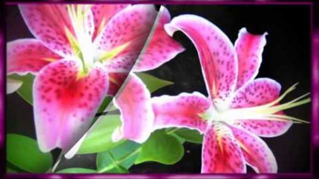 АЛИХАН   САМЕДОВ    -    МЕЛОДИЯ ДУШИ!