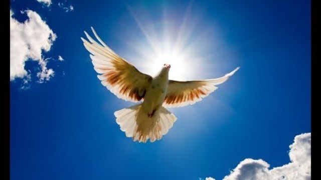 Сергей Чекалин   -   Птица