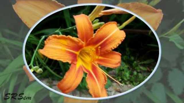 Летние моменты