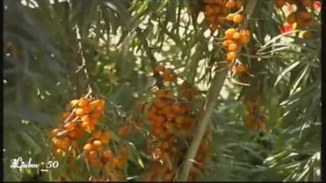 Валерий Новиков  - Цвет черемухи