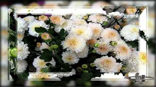 АЛЕКСАНДР МАРЦИНКЕВИЧ  и   группа   КАБРИОЛЕТ   -   ХРИЗАНТЕМЫ