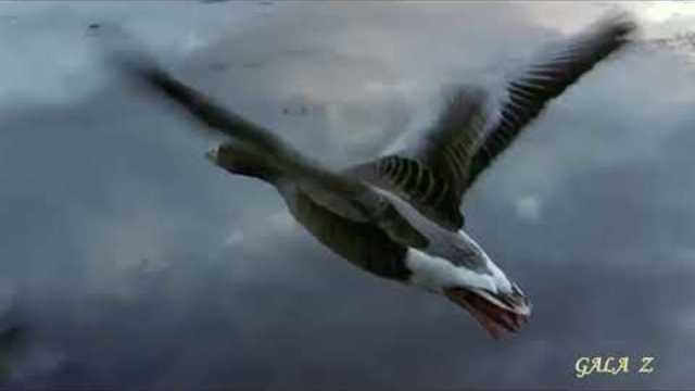 С.  СТАРОДУБЦЕВ  -  ВОЖАК