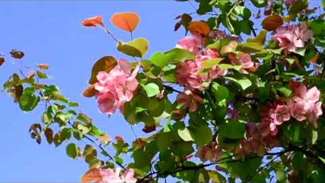 Валерий Сёмин    -   "РАССВЕТЫ РОССИИ"