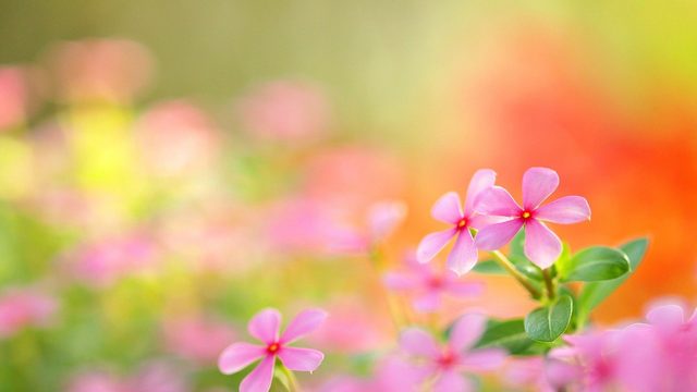 ✿♥‿ Даровете от природата - розови цветя!  ...  (Ernesto Cortazar music)  ‿♥✿