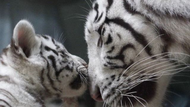 Вижте Бял бенгалски тигър играе с малкото си (ВИДЕО)