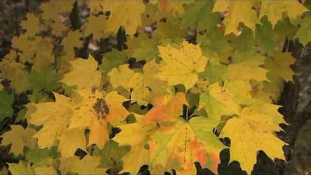 ВАНДА МОТОР  -  ОСЕНЬ- ЗОЛУШКА