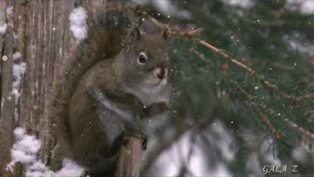 С. СТАРОДУБЦЕВ  -  ЗИМЫ ПРЕДВЕСТНИК