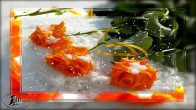 РОЗЫ НА СНЕГУ