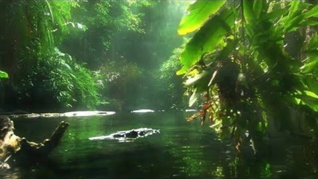 Африка. Река Конго.  National Geographic.