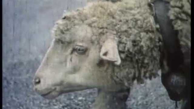 Агънцето / The Lamb