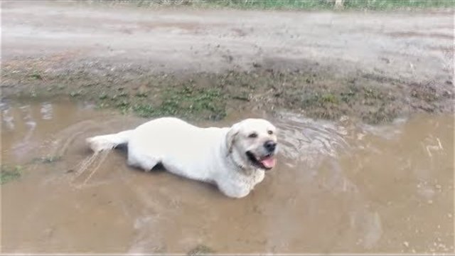 Собака везде грязь найдёт Реакция собаки на лужи и грязь Приколы про собак 2017 Funny Dogs 2017