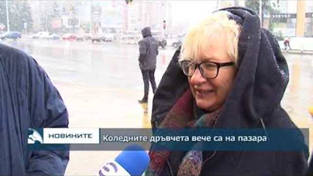 Коледните дръвчета вече са на пазара