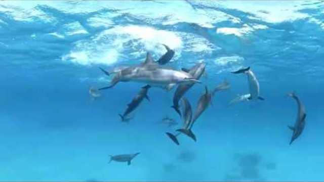 Wild Dolphins in the Sea. 360 Experience