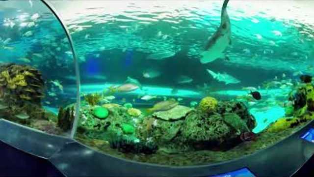 Tremendous UNDERWATER DOME 360° Panoramic View