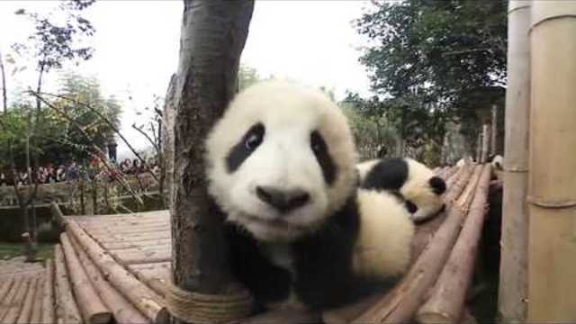 Playing with the Pandas. 360 Degree Panorama 4K