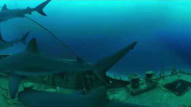 Diving with SHARKS at the Bottom of the Ocean with 360 Degree Camera