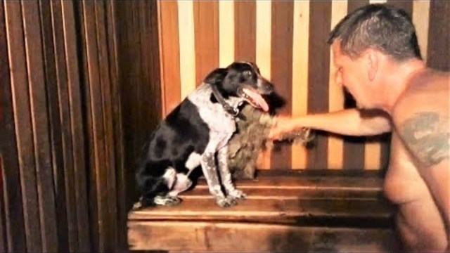 Смешные собаки и Смешные кошки Идут в баню На новый год 2018 Pets in sauna Приколы с животными
